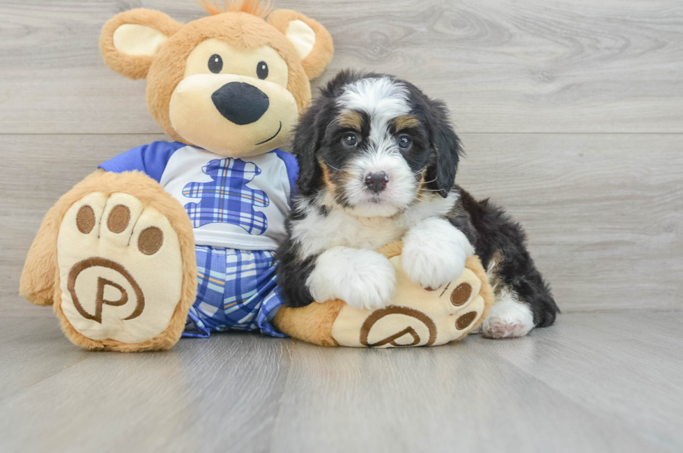 6 week old Mini Bernedoodle Puppy For Sale - Seaside Pups