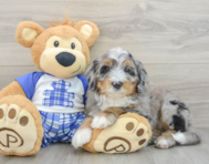 7 week old Mini Bernedoodle Puppy For Sale - Seaside Pups