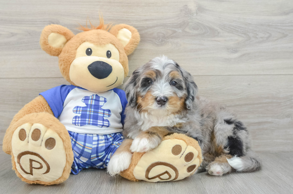 7 week old Mini Bernedoodle Puppy For Sale - Seaside Pups