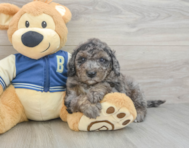 7 week old Mini Bernedoodle Puppy For Sale - Seaside Pups