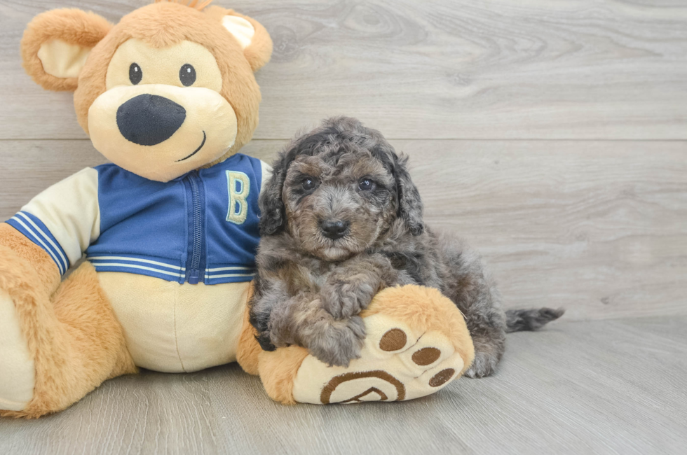 5 week old Mini Bernedoodle Puppy For Sale - Seaside Pups