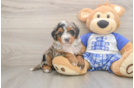 Mini Bernedoodle Puppy for Adoption