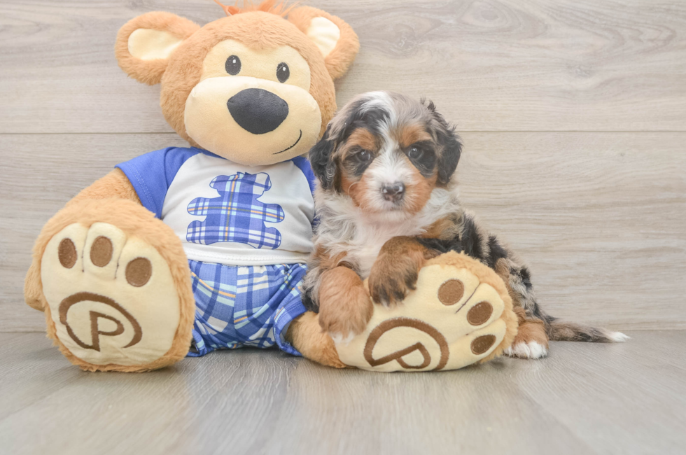 5 week old Mini Bernedoodle Puppy For Sale - Seaside Pups