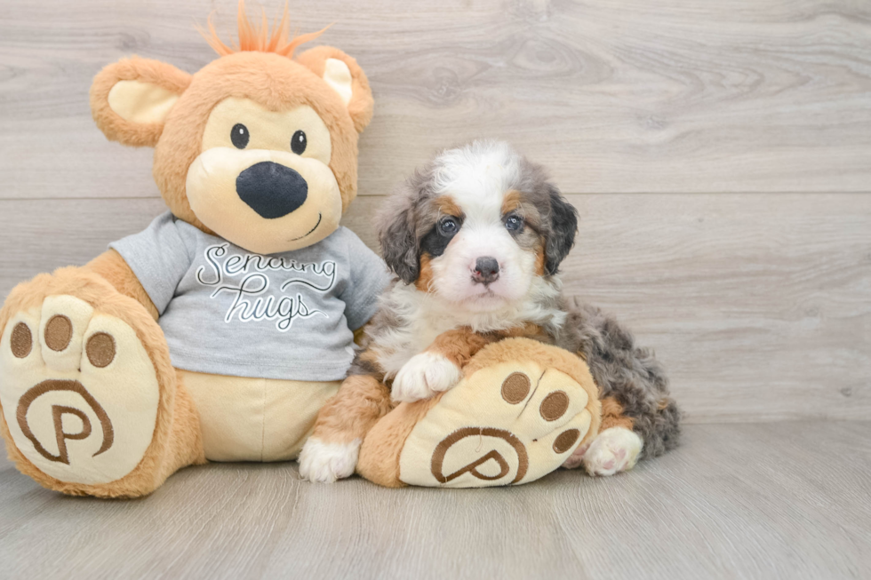 Friendly Mini Bernedoodle Baby