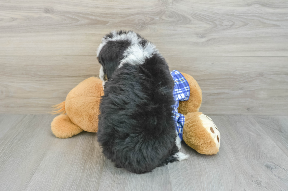 Friendly Mini Bernedoodle Baby