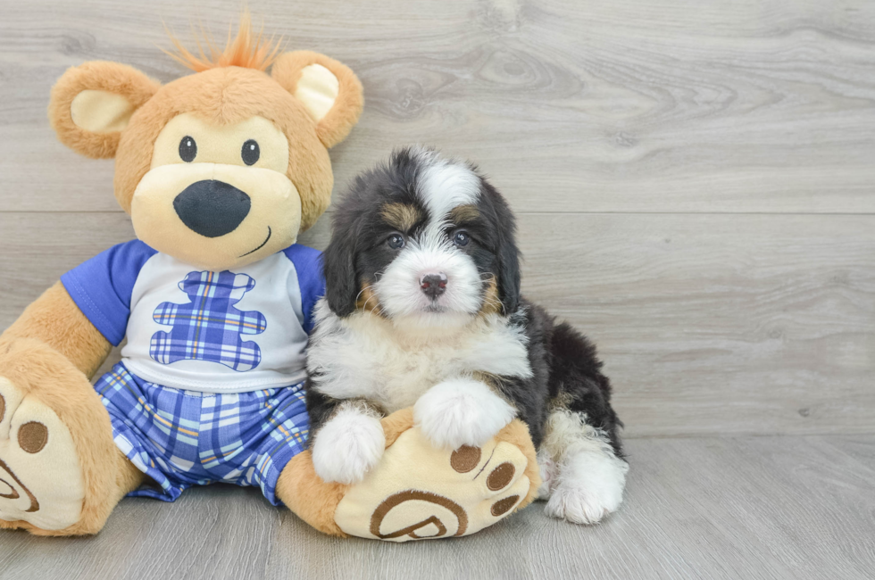 6 week old Mini Bernedoodle Puppy For Sale - Seaside Pups