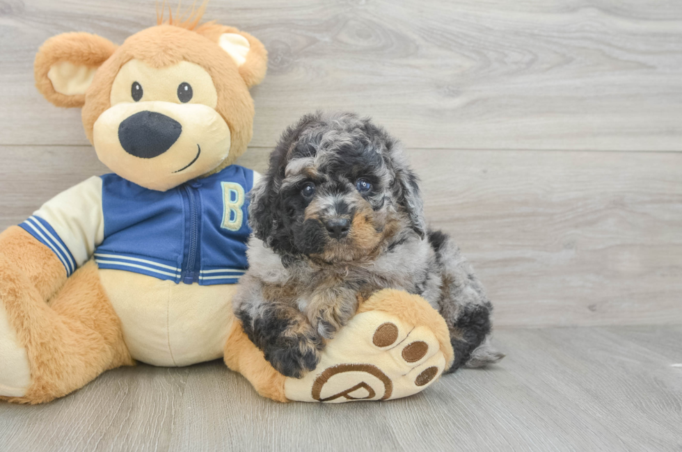 5 week old Mini Bernedoodle Puppy For Sale - Seaside Pups