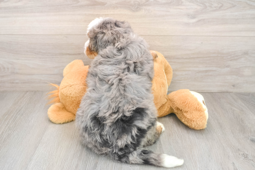 Mini Bernedoodle Pup Being Cute