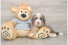 Best Mini Bernedoodle Baby