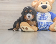 7 week old Mini Bernedoodle Puppy For Sale - Seaside Pups
