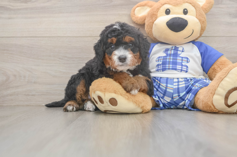5 week old Mini Bernedoodle Puppy For Sale - Seaside Pups