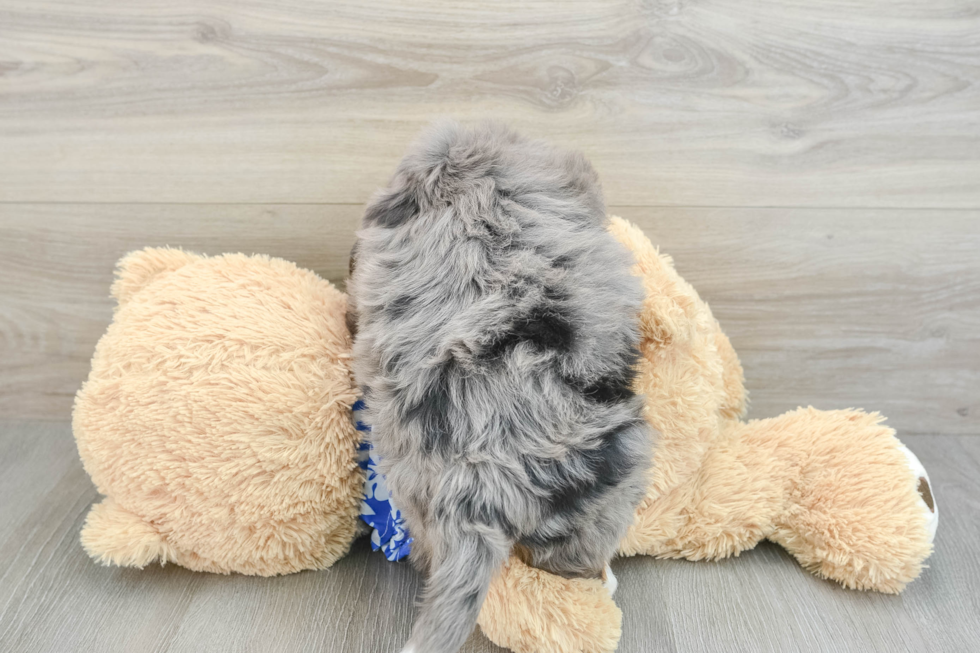 Playful Mini Bernepoo Poodle Mix Puppy