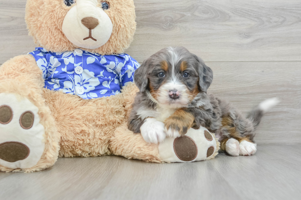 Fluffy Mini Bernedoodle Poodle Mix Pup