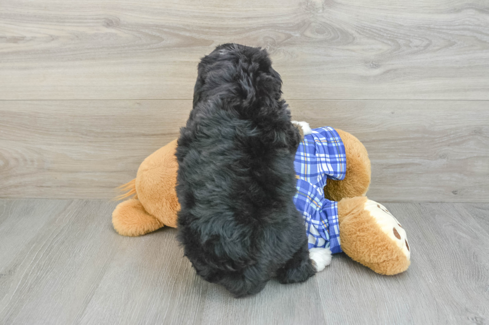 Small Mini Bernedoodle Baby