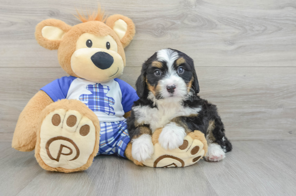 6 week old Mini Bernedoodle Puppy For Sale - Seaside Pups