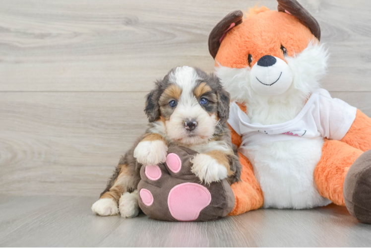 Smart Mini Bernedoodle Poodle Mix Pup
