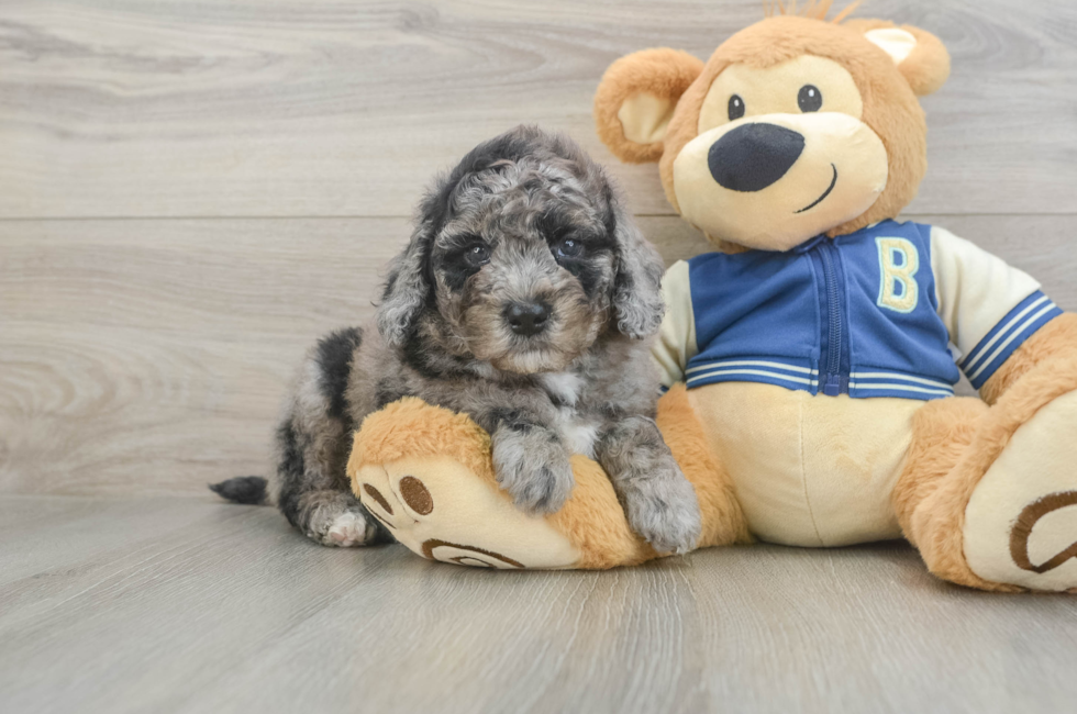 5 week old Mini Bernedoodle Puppy For Sale - Seaside Pups