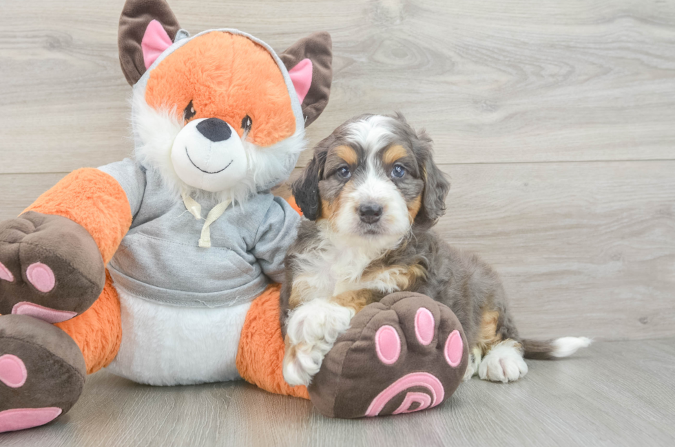 5 week old Mini Bernedoodle Puppy For Sale - Seaside Pups