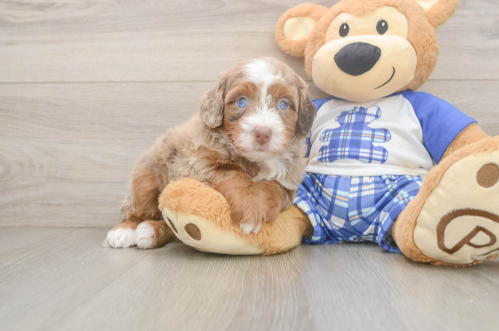 5 week old Mini Bernedoodle Puppy For Sale - Seaside Pups