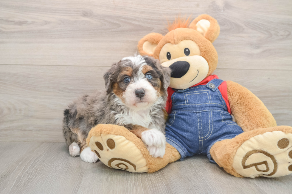 Small Mini Bernedoodle Baby