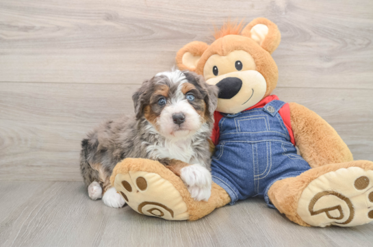 Small Mini Bernedoodle Baby