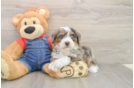 Mini Bernedoodle Puppy for Adoption