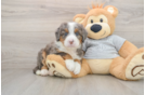 Best Mini Bernedoodle Baby