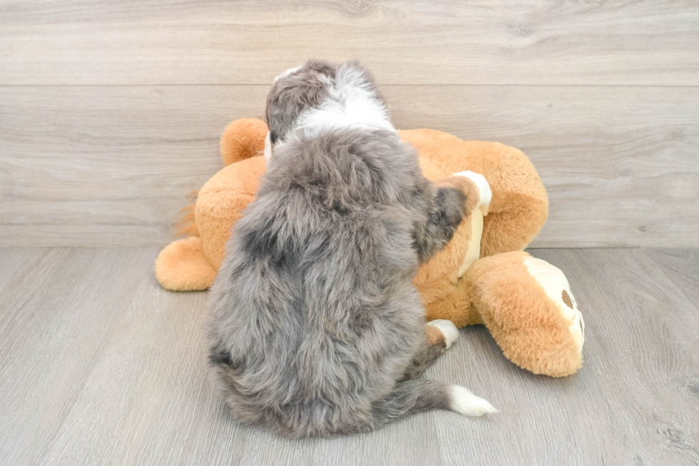 Mini Bernedoodle Pup Being Cute