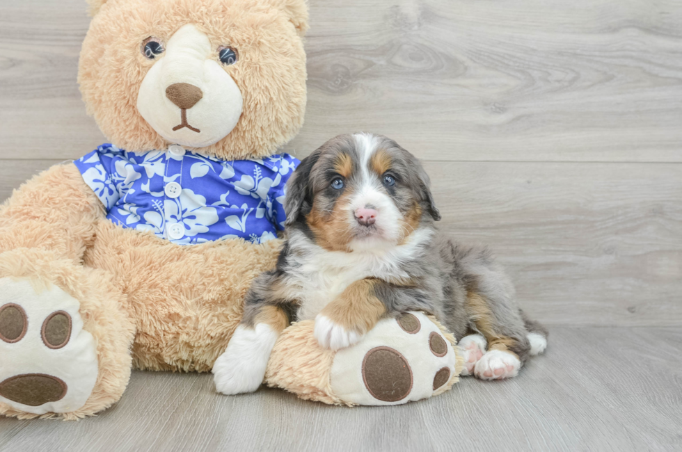 7 week old Mini Bernedoodle Puppy For Sale - Seaside Pups