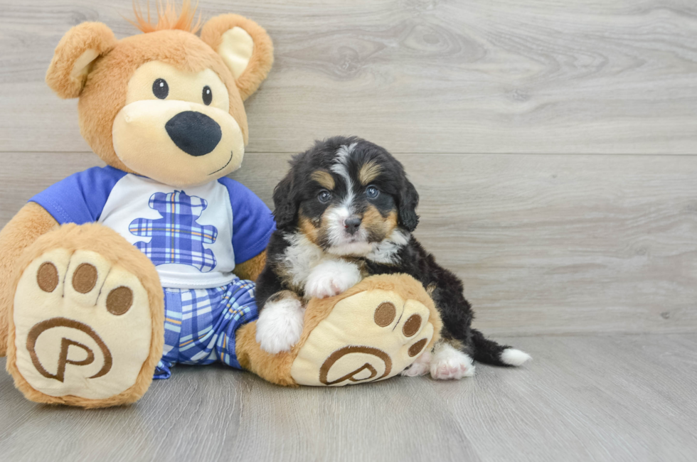 6 week old Mini Bernedoodle Puppy For Sale - Seaside Pups