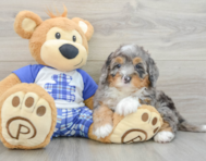 7 week old Mini Bernedoodle Puppy For Sale - Seaside Pups