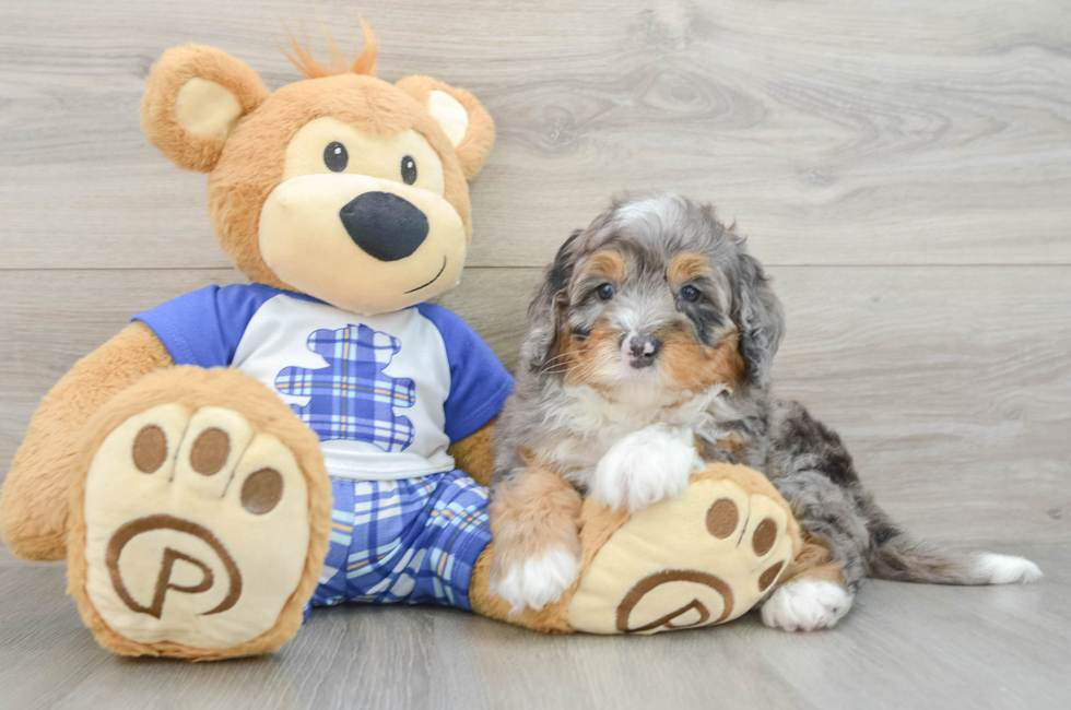 7 week old Mini Bernedoodle Puppy For Sale - Seaside Pups