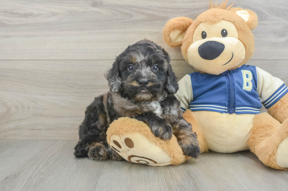5 week old Mini Bernedoodle Puppy For Sale - Seaside Pups
