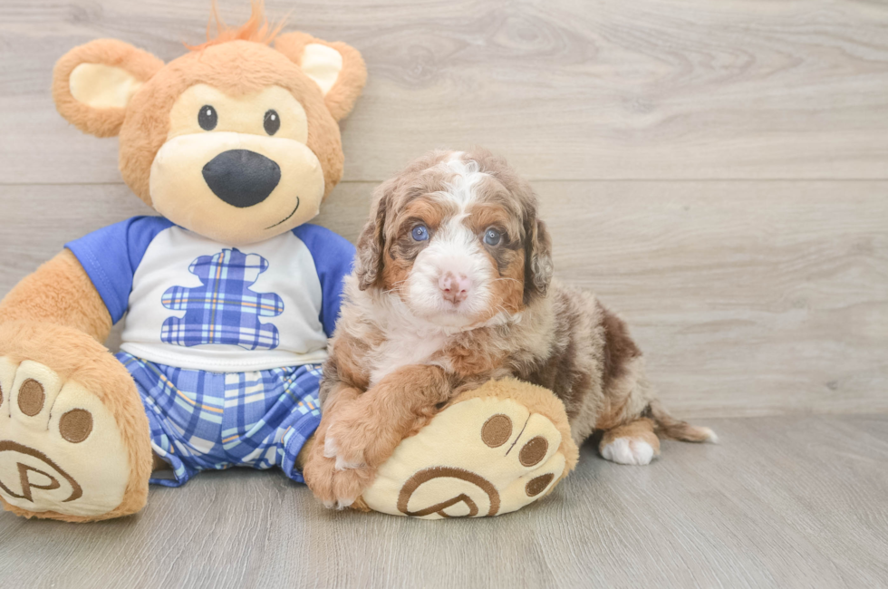 5 week old Mini Bernedoodle Puppy For Sale - Seaside Pups