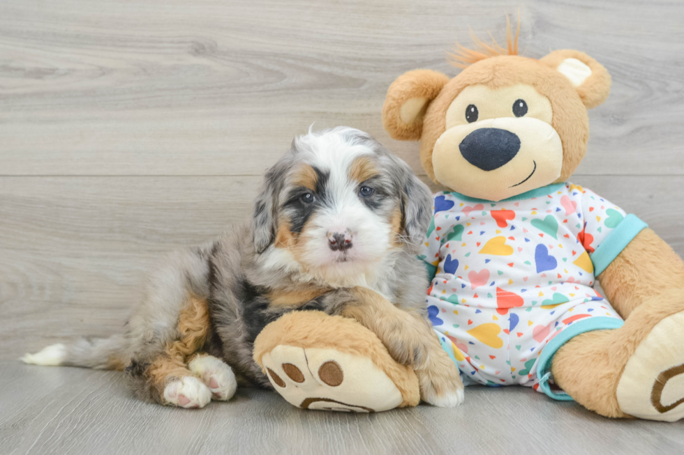 Mini Bernedoodle Pup Being Cute