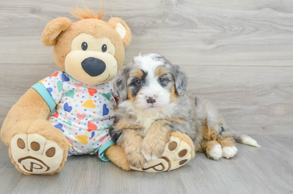 6 week old Mini Bernedoodle Puppy For Sale - Seaside Pups