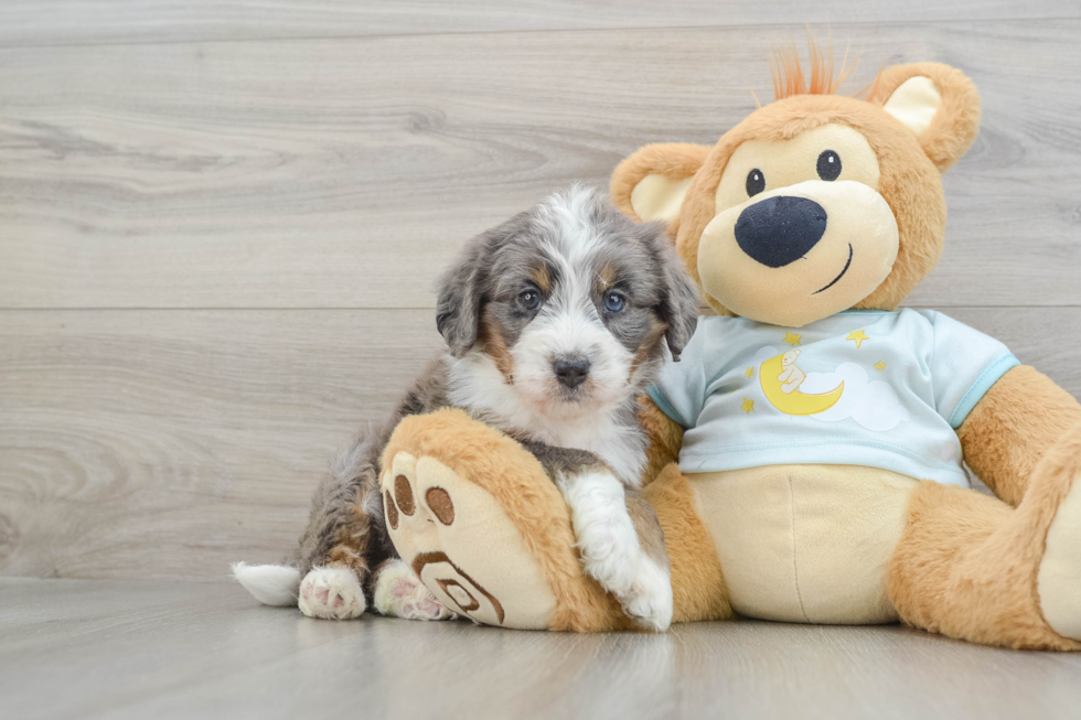 Energetic Mini Bernese Poodle Poodle Mix Puppy