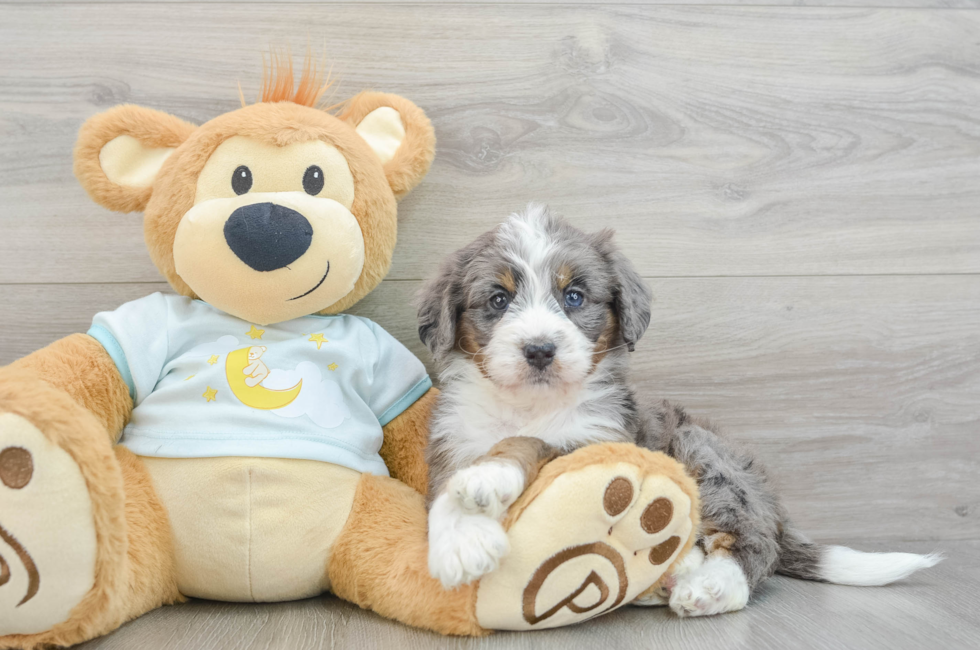 7 week old Mini Bernedoodle Puppy For Sale - Seaside Pups