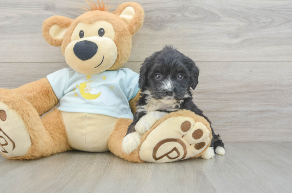 5 week old Mini Bernedoodle Puppy For Sale - Seaside Pups