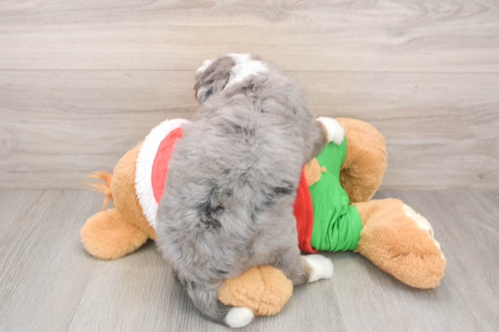 Energetic Mini Bernese Poodle Poodle Mix Puppy