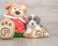 7 week old Mini Bernedoodle Puppy For Sale - Seaside Pups