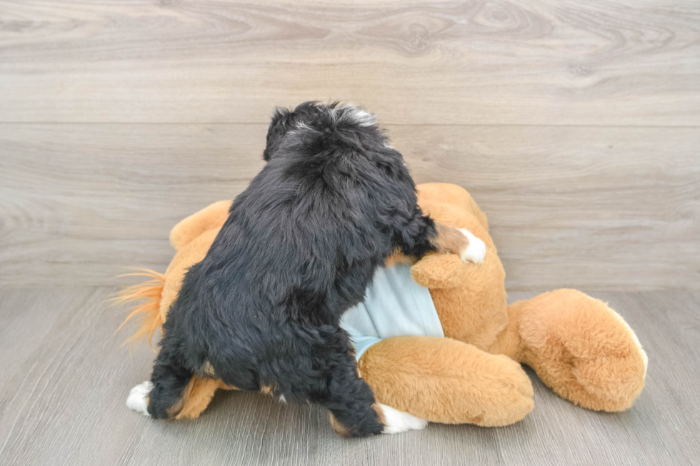 Mini Bernedoodle Pup Being Cute