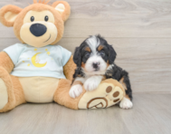 5 week old Mini Bernedoodle Puppy For Sale - Seaside Pups