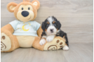 Mini Bernedoodle Pup Being Cute