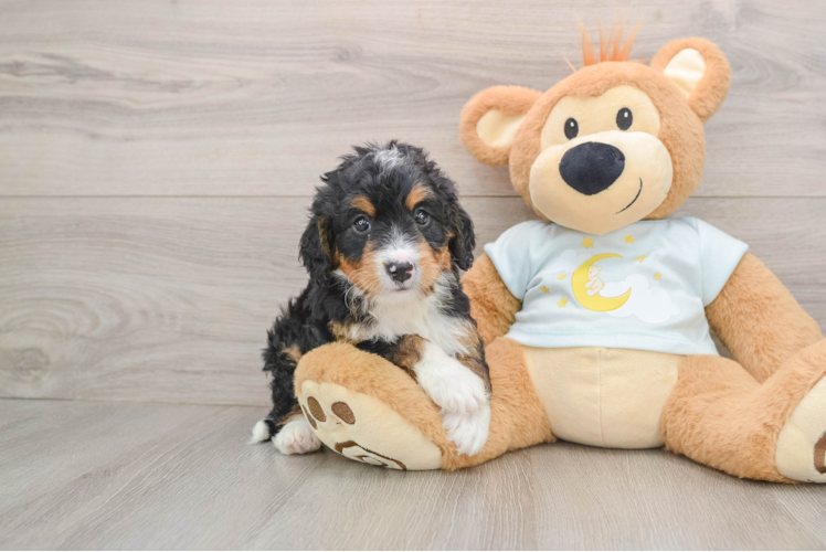 Mini Bernedoodle Puppy for Adoption