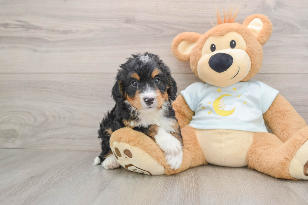 Mini Bernedoodle Puppy for Adoption