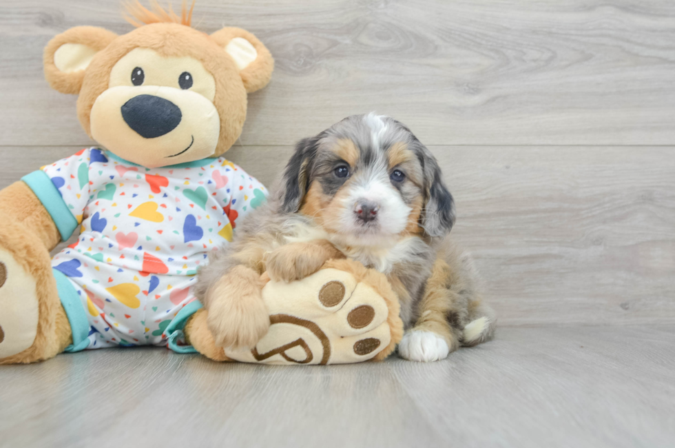 6 week old Mini Bernedoodle Puppy For Sale - Seaside Pups