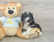 8 week old Mini Bernedoodle Puppy For Sale - Seaside Pups