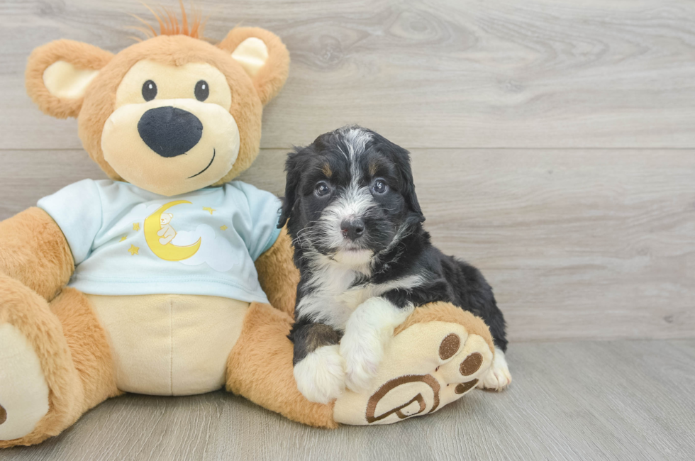 5 week old Mini Bernedoodle Puppy For Sale - Seaside Pups