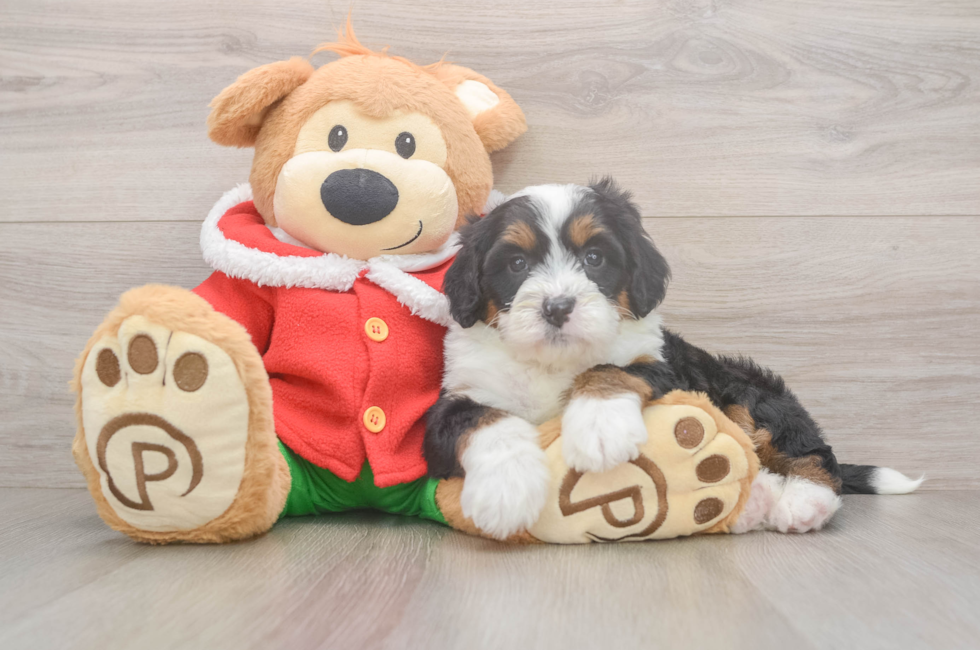 6 week old Mini Bernedoodle Puppy For Sale - Seaside Pups